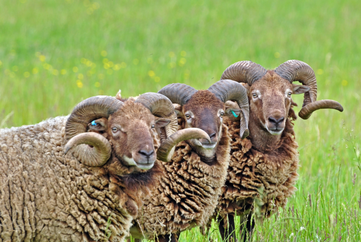 Keeping Shetland Sheep
